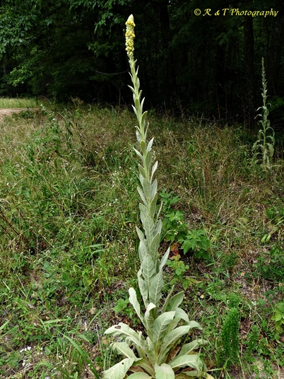 {Verbascum thapsus}